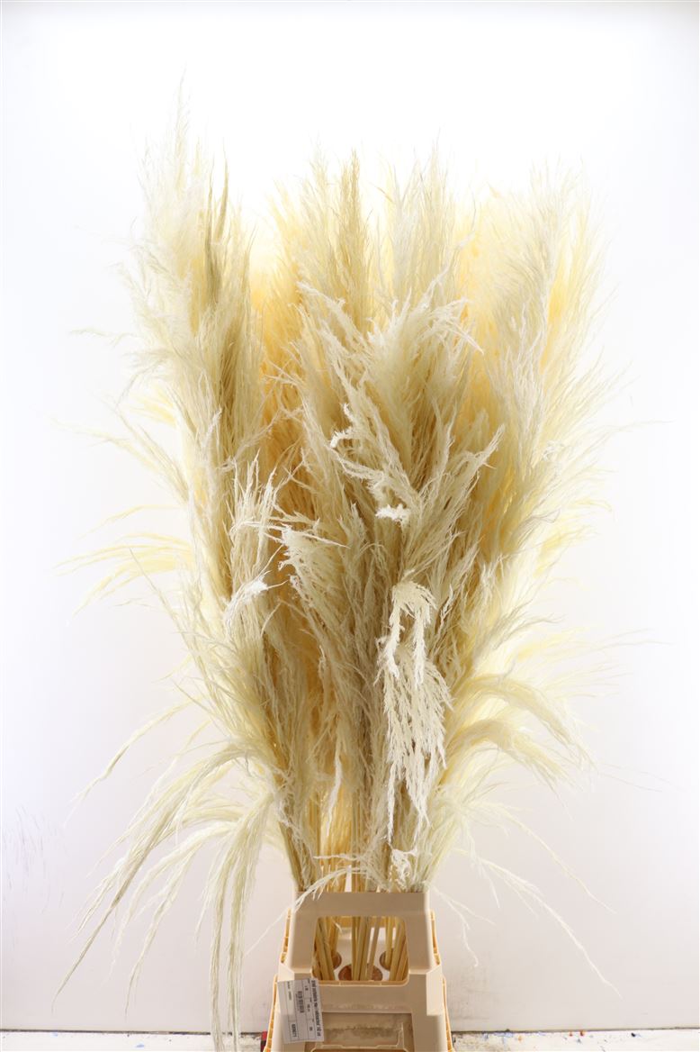 Dried-Cortaderia-Zaquara-Bleached-140-Cm-Per-Stem