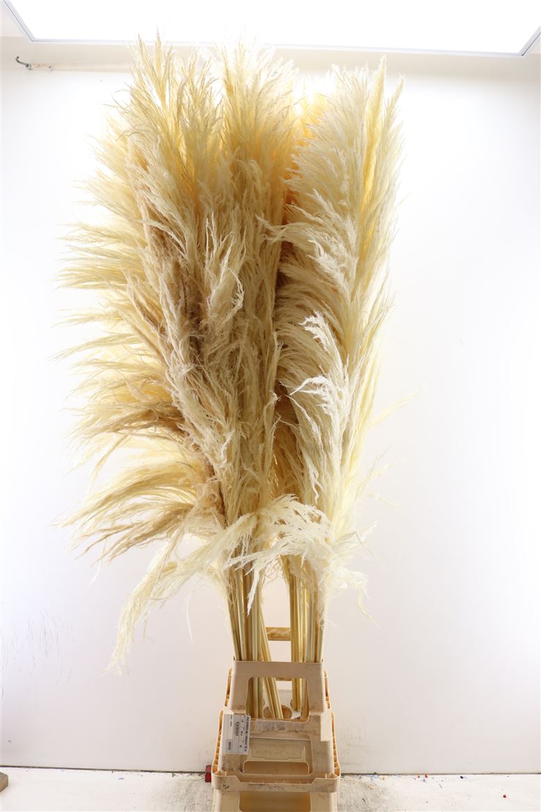 Dried-Cortaderia-Zaquara-Bleached-160-Cm-Per-Stem