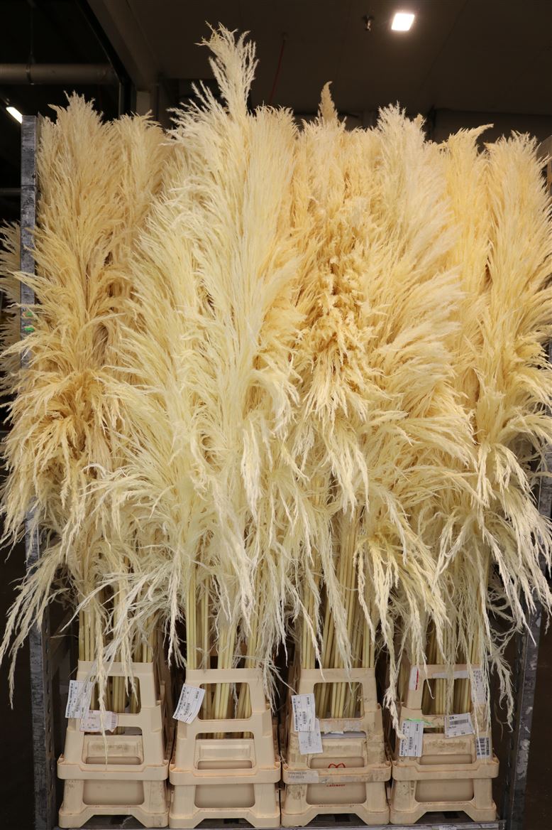 Dried-Cortaderia-Zaquara-Bleached-180-Cm-Per-Stem