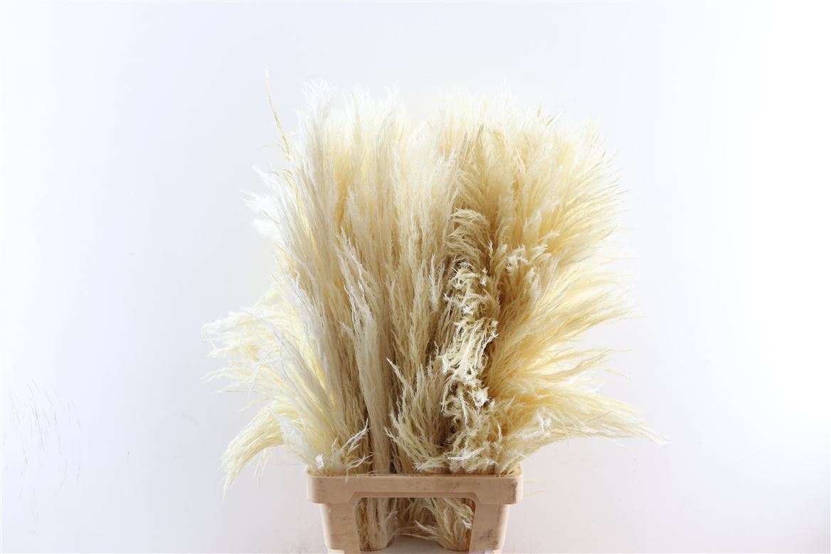 Dried-Cortaderia-Zaquara-Bleached-80cm