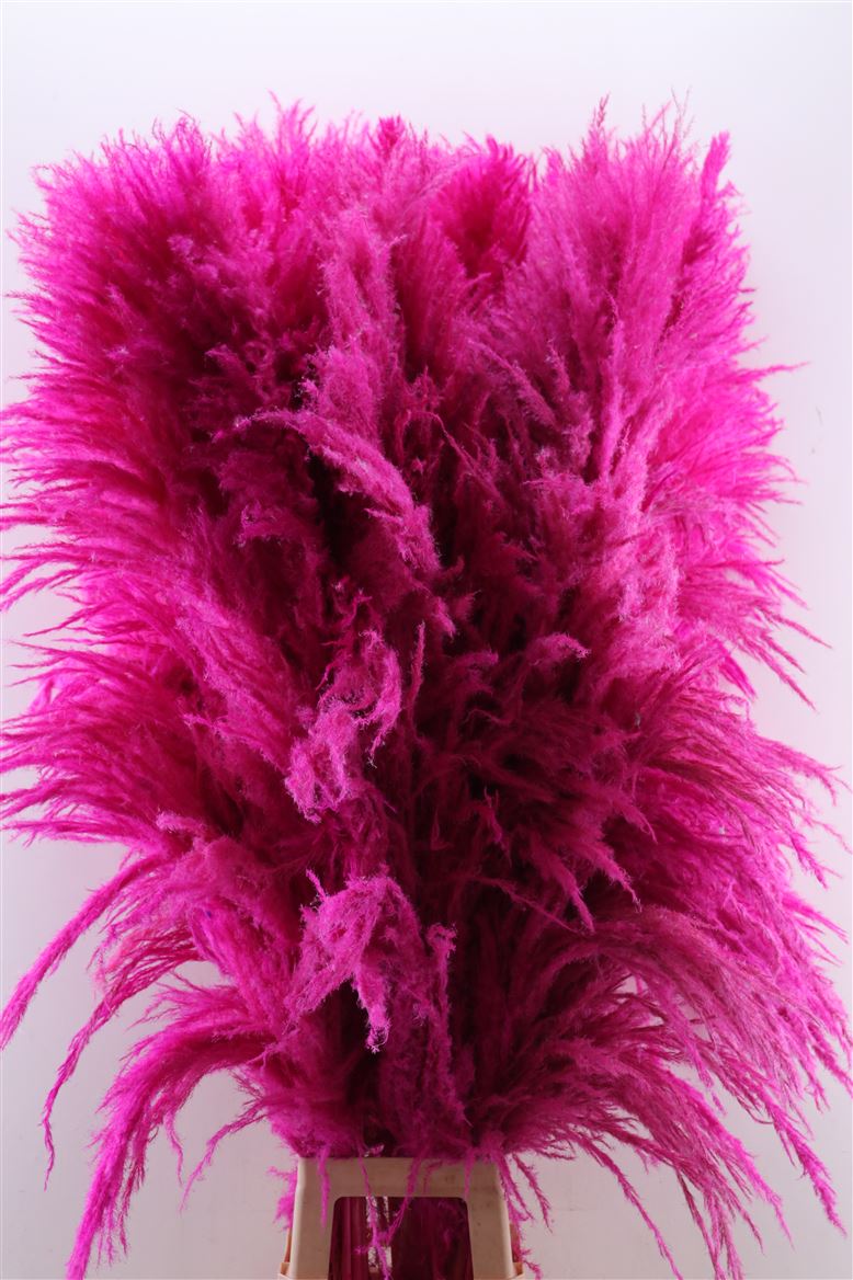 Dried-Cortaderia-Zaquara-Cerise-160cm-P-Stem