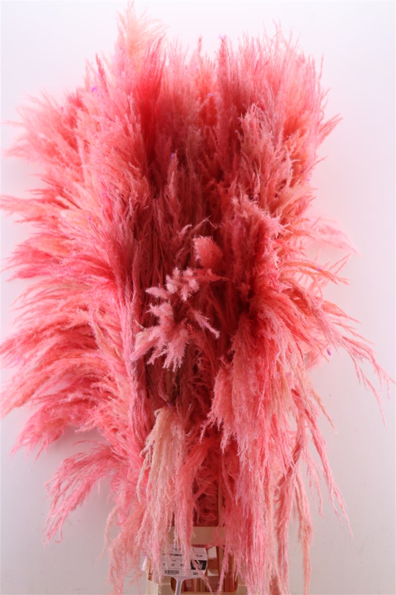 Dried-Cortaderia-Zaquara-Coral-160cm-P-Stem
