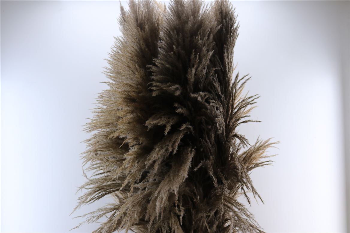 Dried-Cortaderia-Zaquara-Natural-Brown-160-Cm