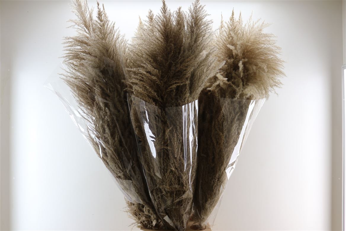 Dried-Cortaderia-Zaquara-Natural-Brown-Open-160-Cm