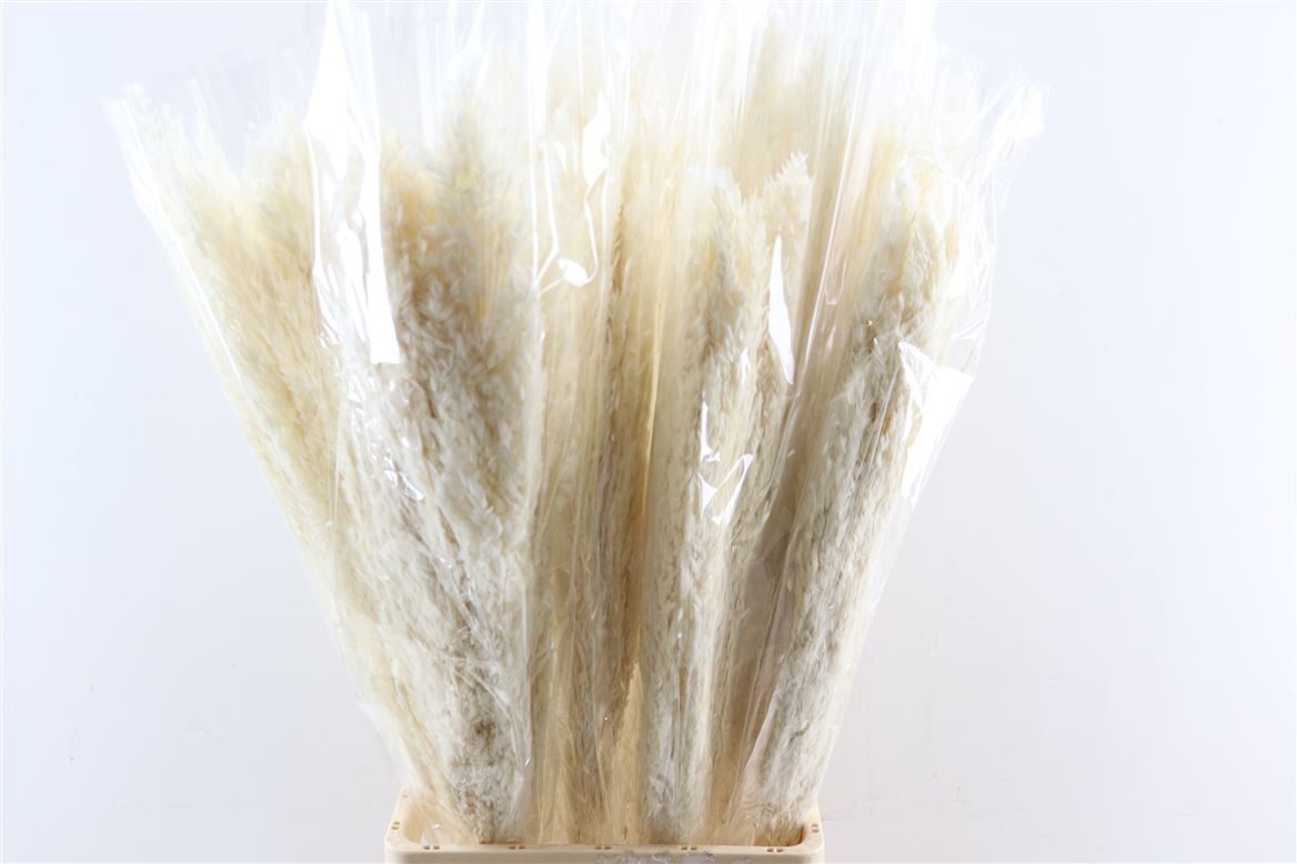 Dried-Cortederia-Cana-Silv.-5pc-Bleached-Bunch