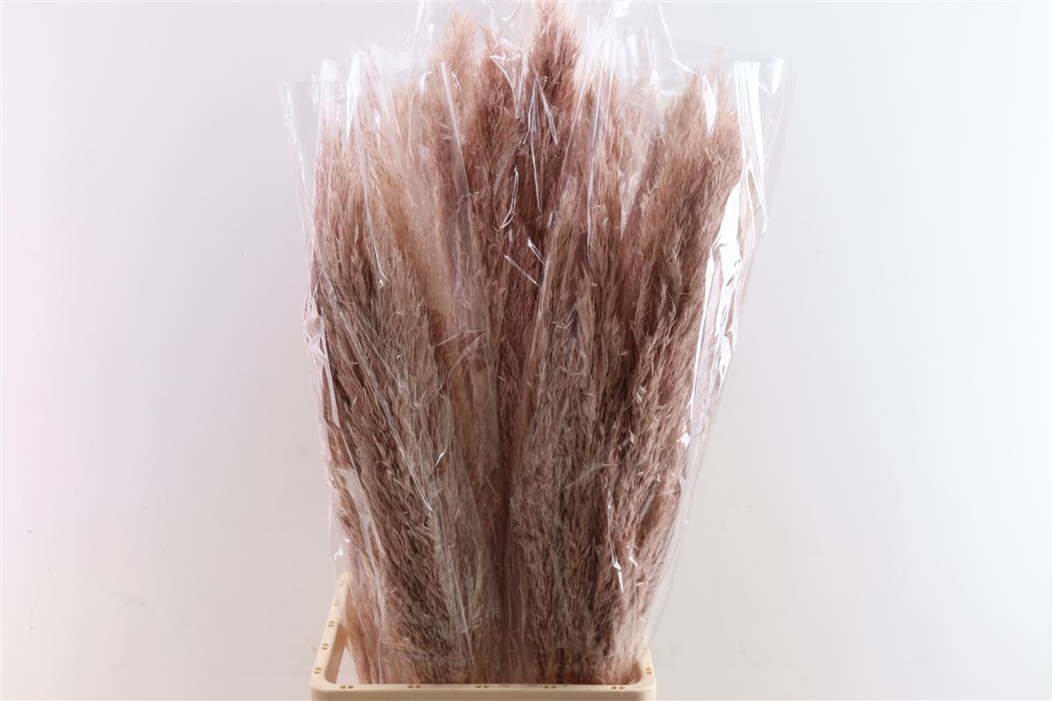 Dried-Cortederia-Cana-Silv.-5pc-Soft-Pink-Bunc