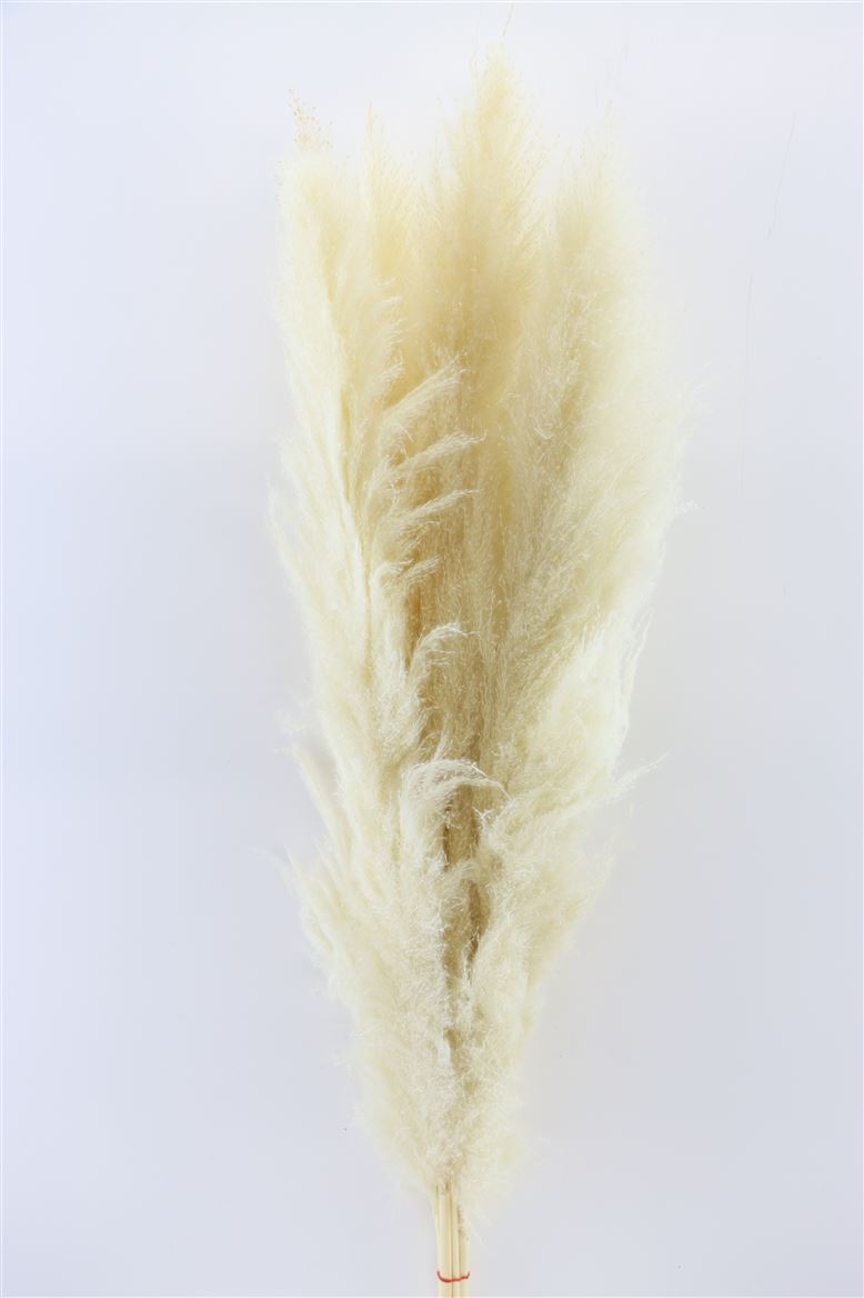 Dried-Cortederia-Lao-Grass-Bleached-Extra-Stem