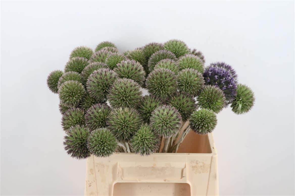 Eryngium-Singel-40cm-Per-Tak