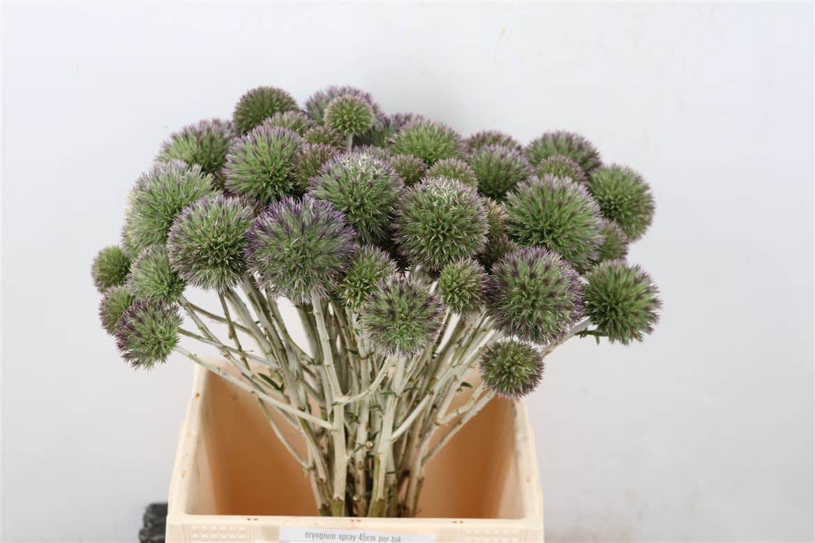 Eryngium-Singel-45cm-Per-Tak