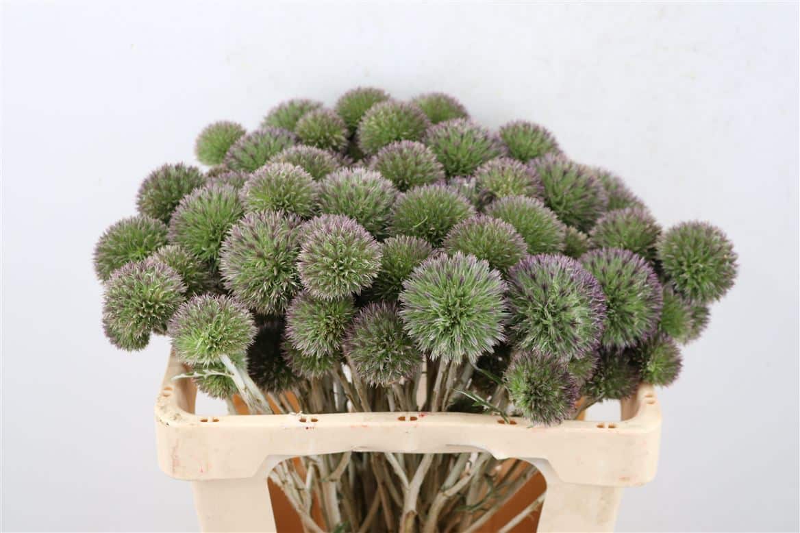 Eryngium-Spray-50cm-Per-Tak