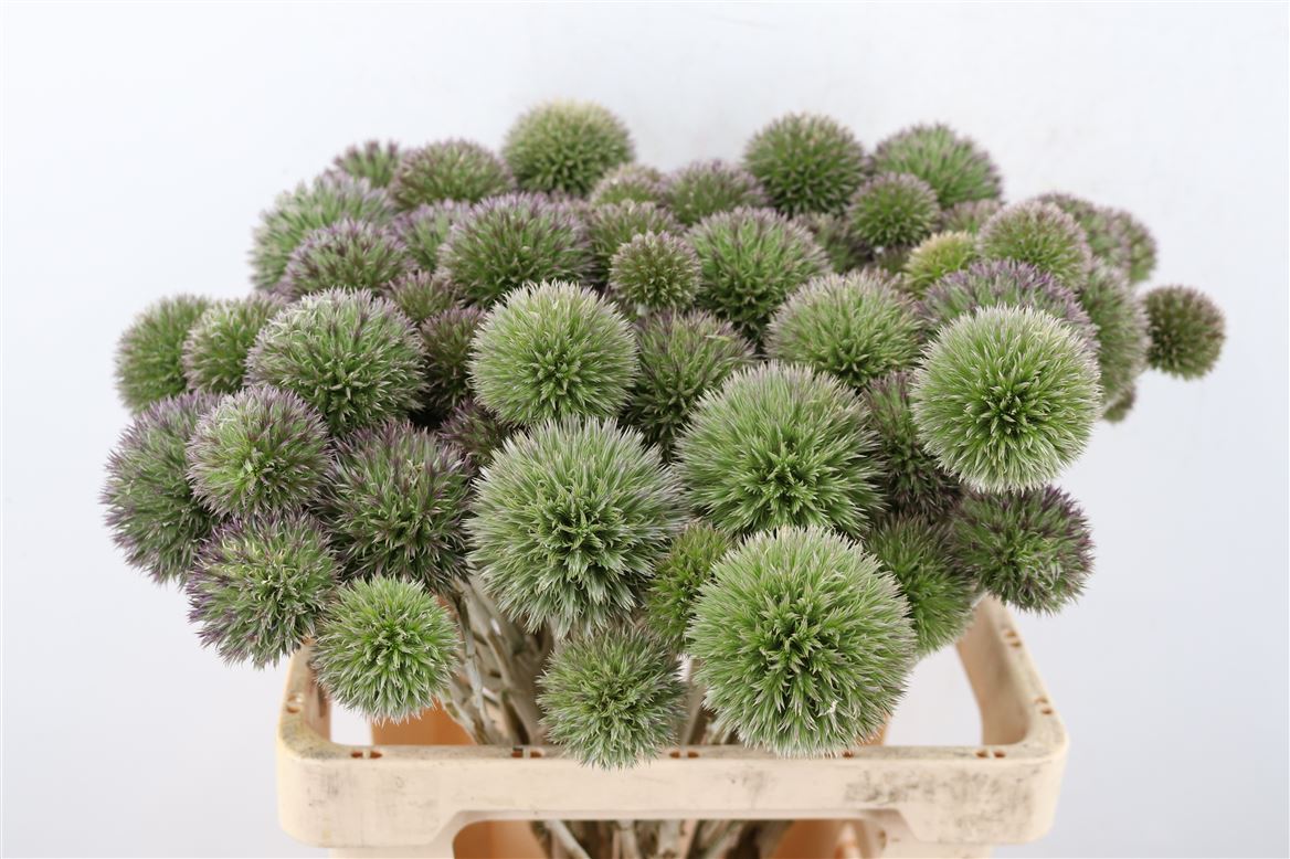 Eryngium-Spray-60cm-Per-Tak