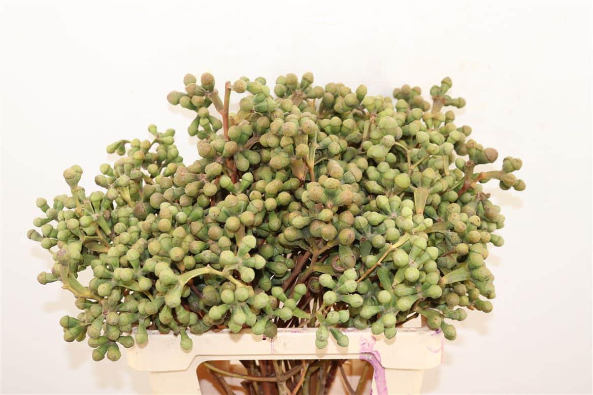 Euca-Berry-Long-50cm-Per-Bos