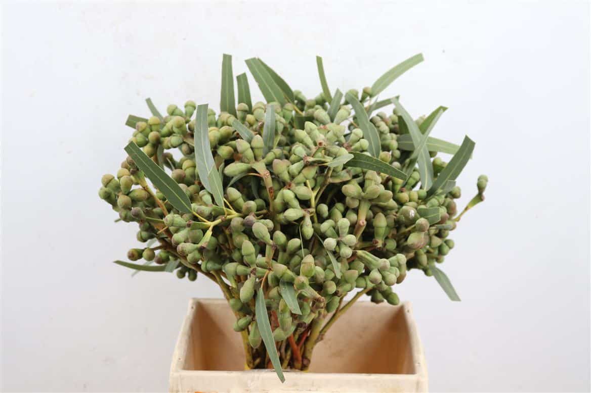 Euca-Berry-Medium-Pro-Bunch