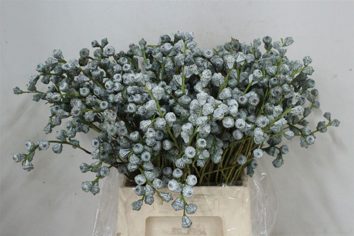 Euca-Boule-P-Bunch