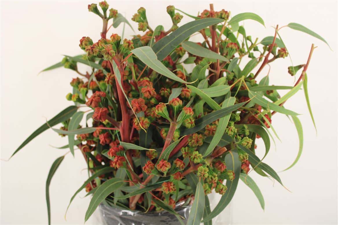 Euca-Cardinale-P-Bunch