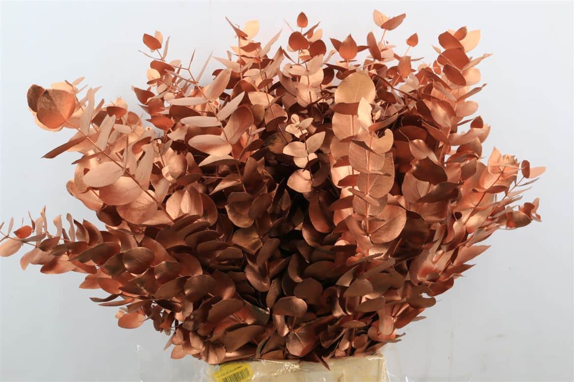 Euca-Cinerea-Copper-P-Bunch