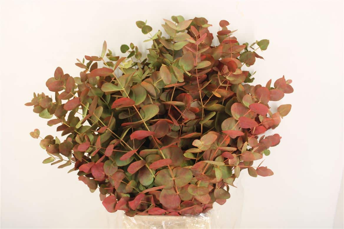 Euca-Cinerea-De-Luxe-200gr-P-Bunch