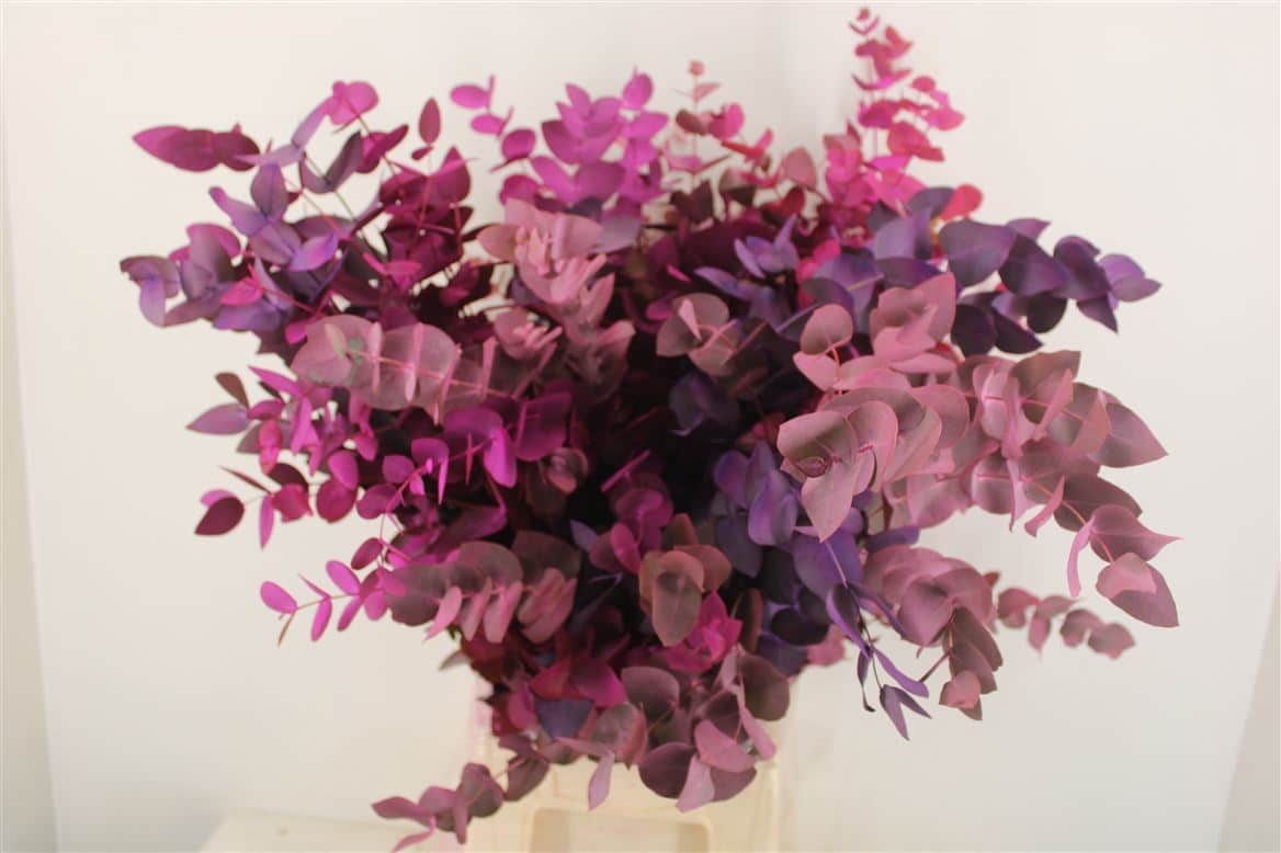 Euca-Cinerea-Mix-Roze-Pbs