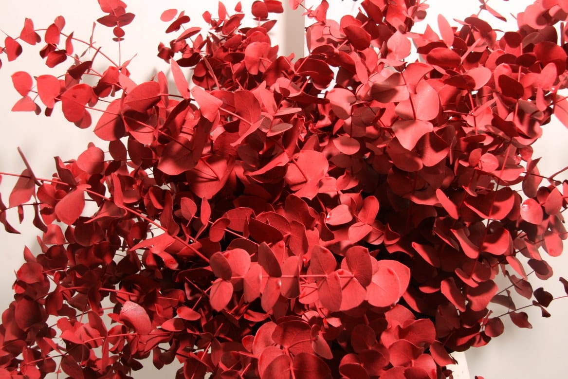 Euca-Cinerea-Red-200gr-P-Bunch