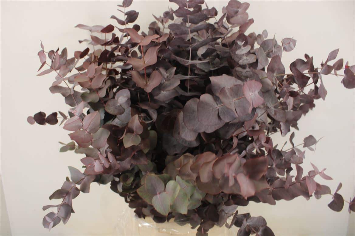 Euca-Cinerea-Red-300gr-P-Bunch