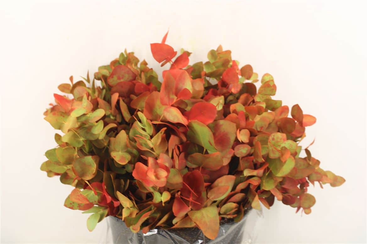 Euca-Cinerea-Short-De-Luxe150gr-P-Bunch