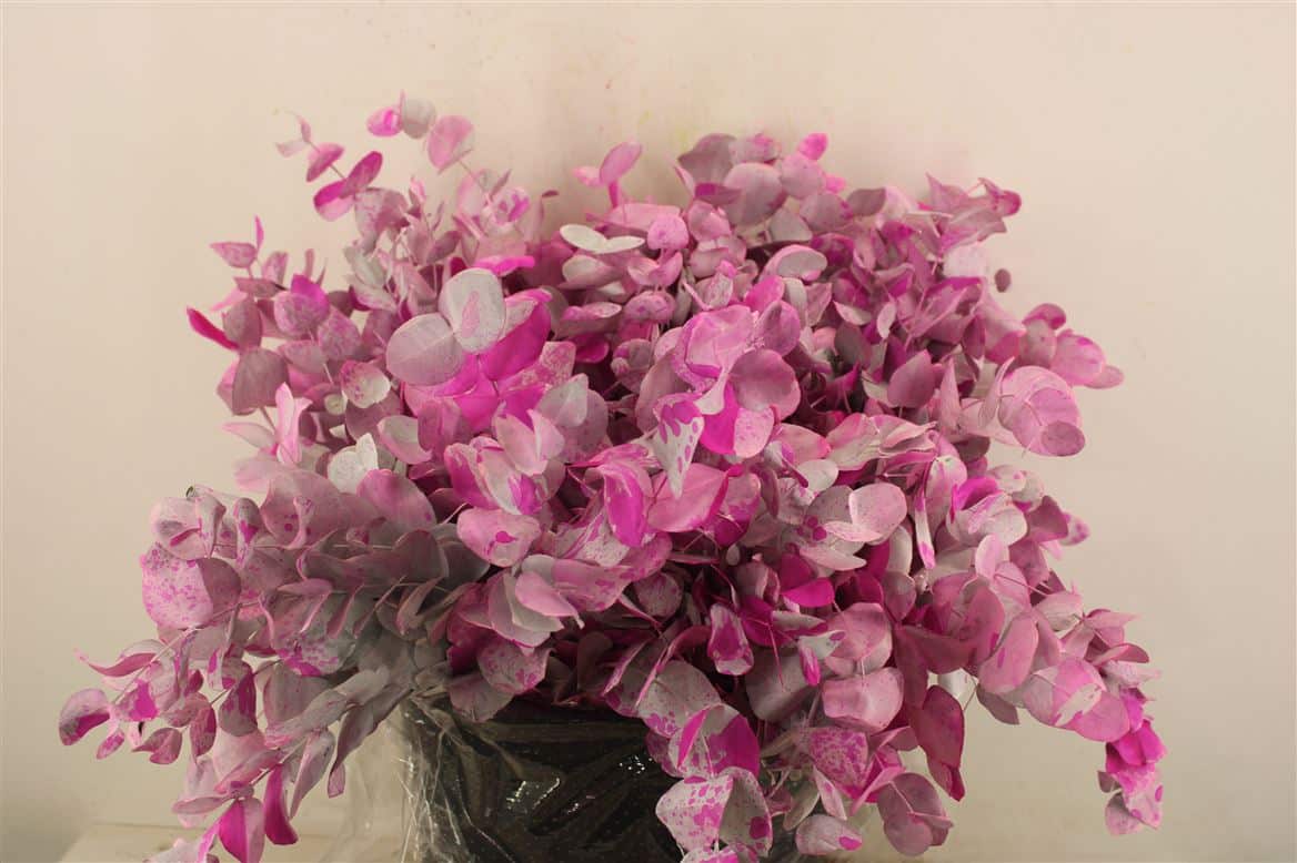 Euca-Cinerea-Short-Monet-Lilac-150gr-P-Bunch