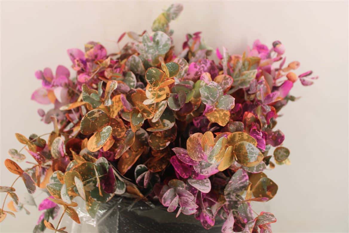 Euca-Cinerea-Short-Picasso-Orange-150gr-P-Bunch