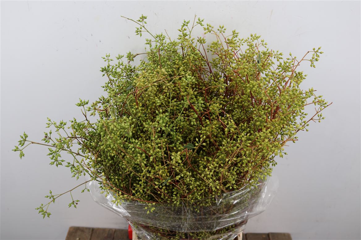 Euca-Exotica-Berry-P-Bunch