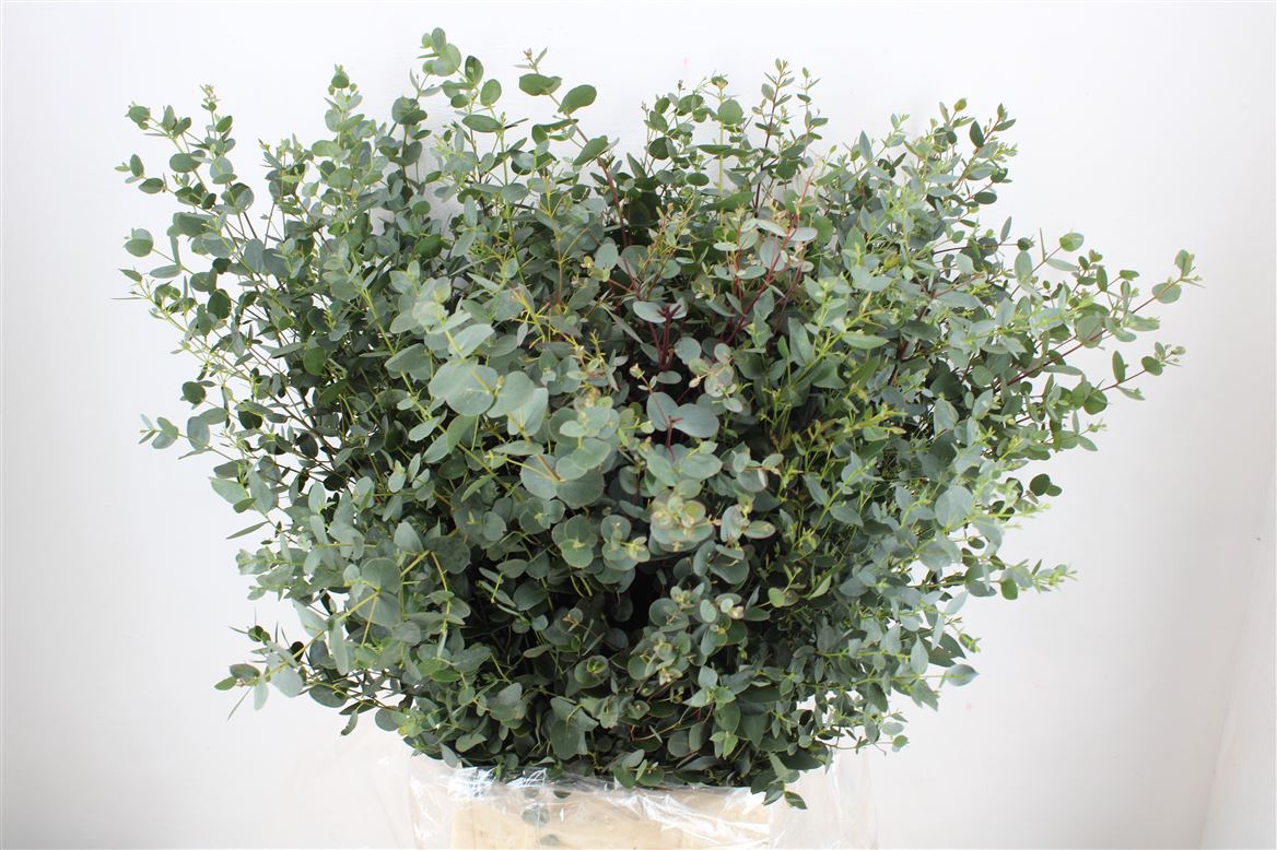 Euca-Gunny-300gr-P-Bunch
