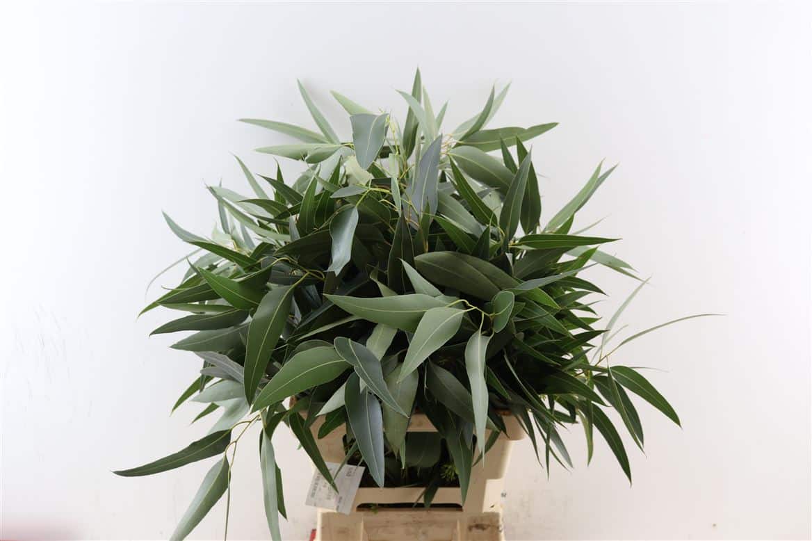 Euca-Lancet-Berry-55cm-P-Bunch