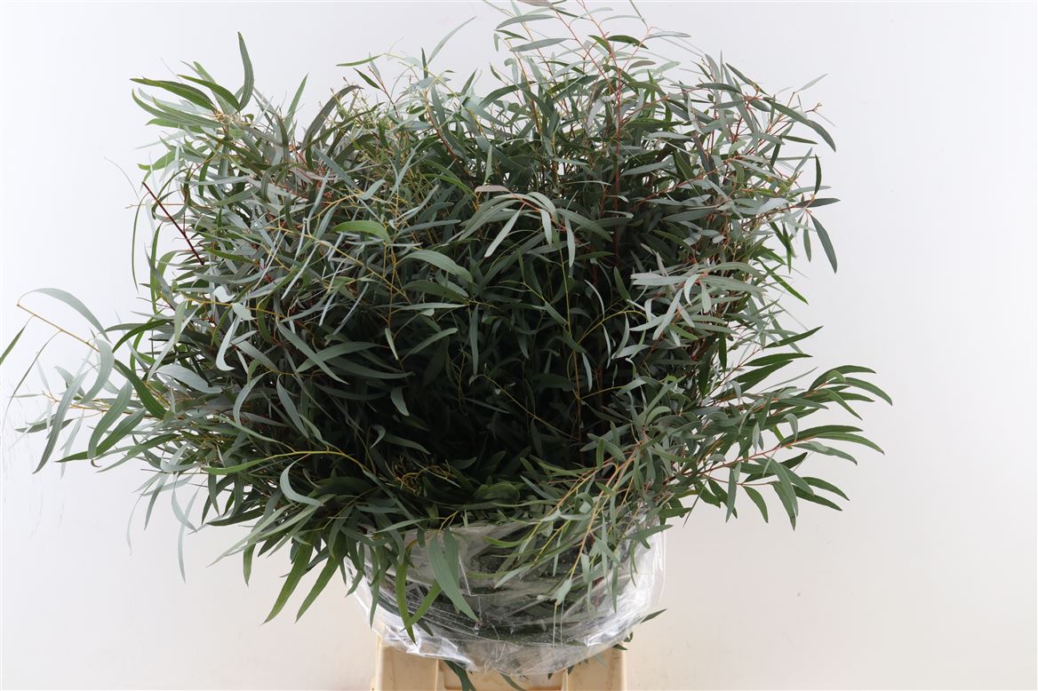 Euca-Nicoly-300gr-P-Bunch