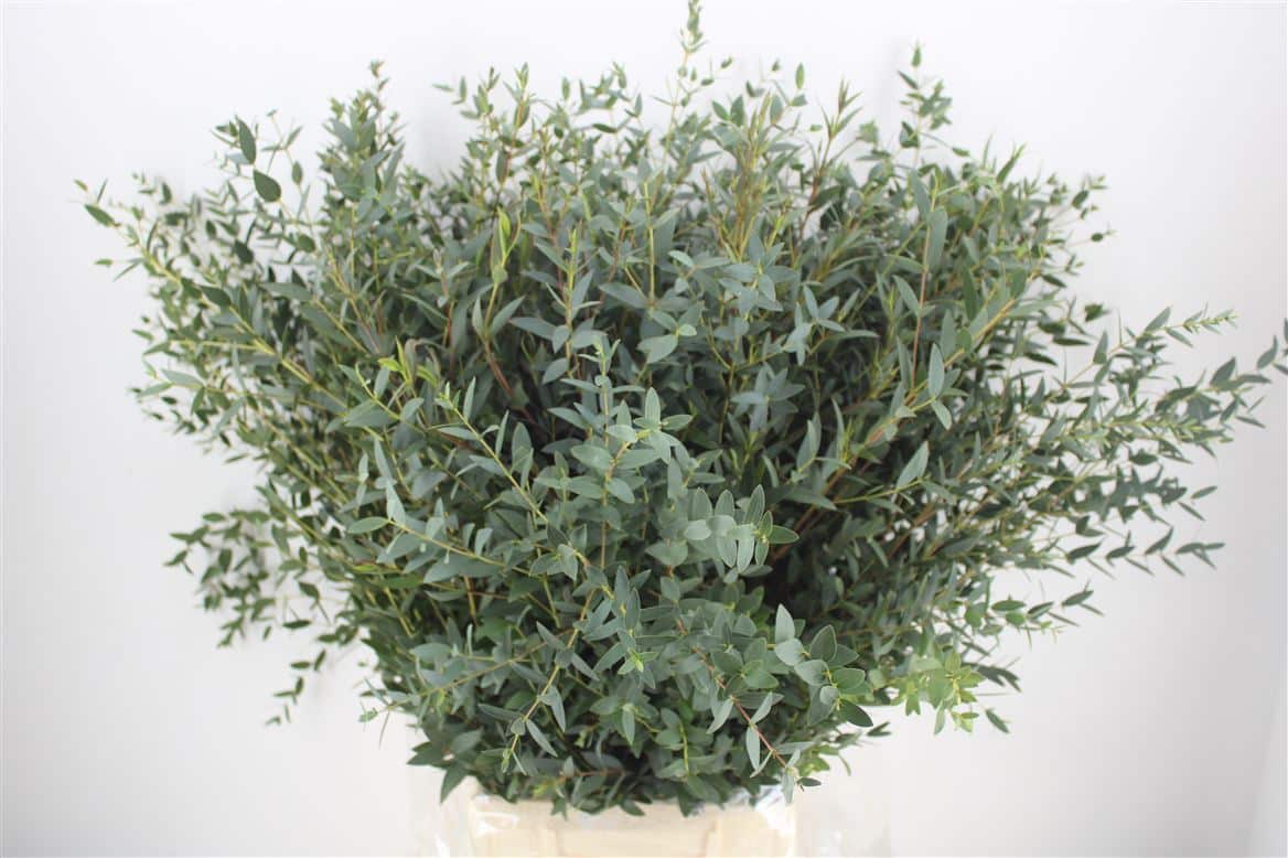Euca-Parvifolia-300gr-P-Bunch