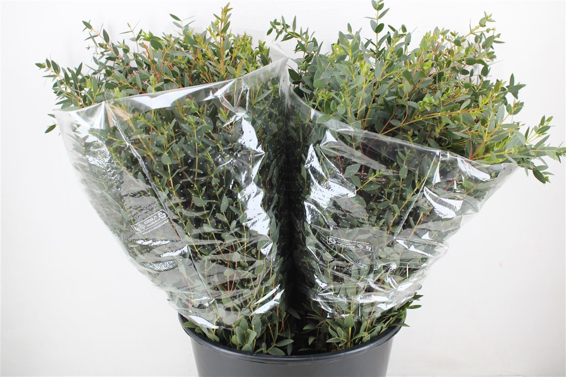 Euca-Parvifolia-Short-150gr-P-Bunch