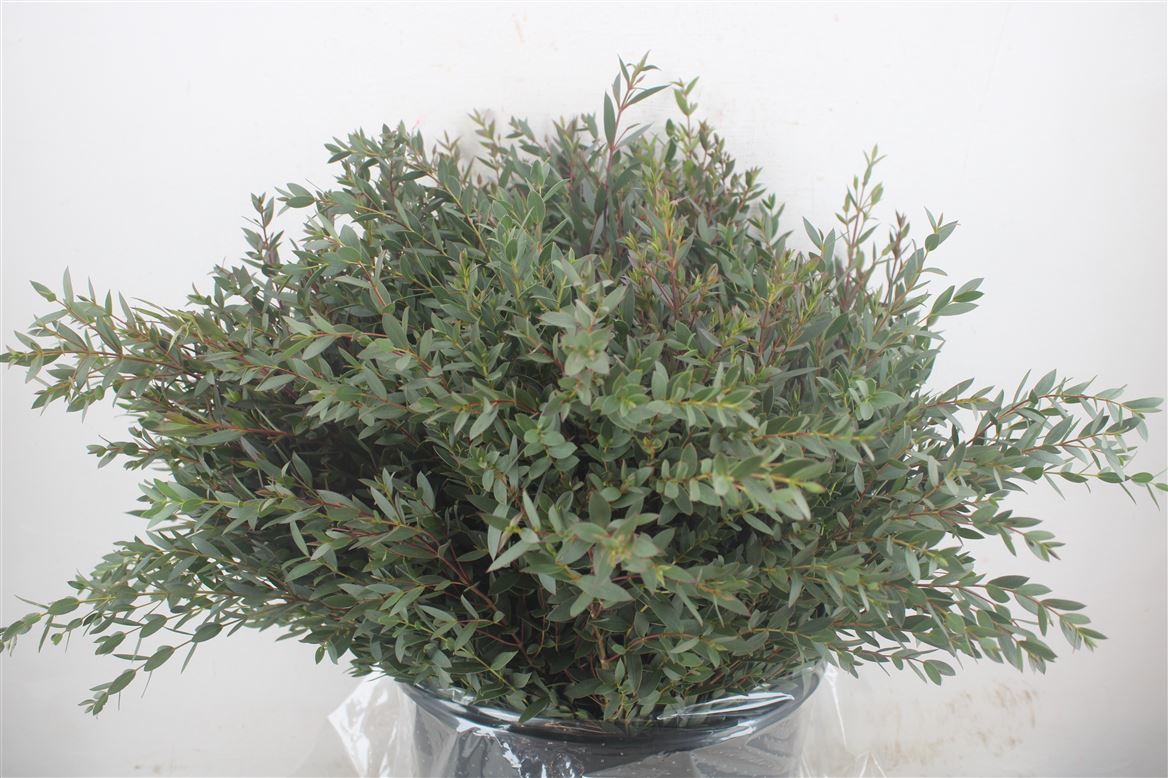 Euca-Parvifolia-Short-400gr-P-Bunch