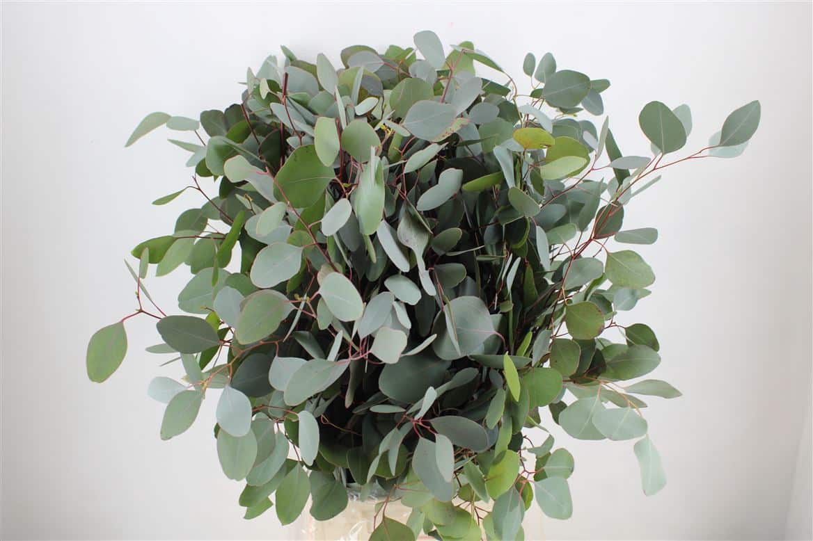 Euca-Populus-300gr-P-Bunch