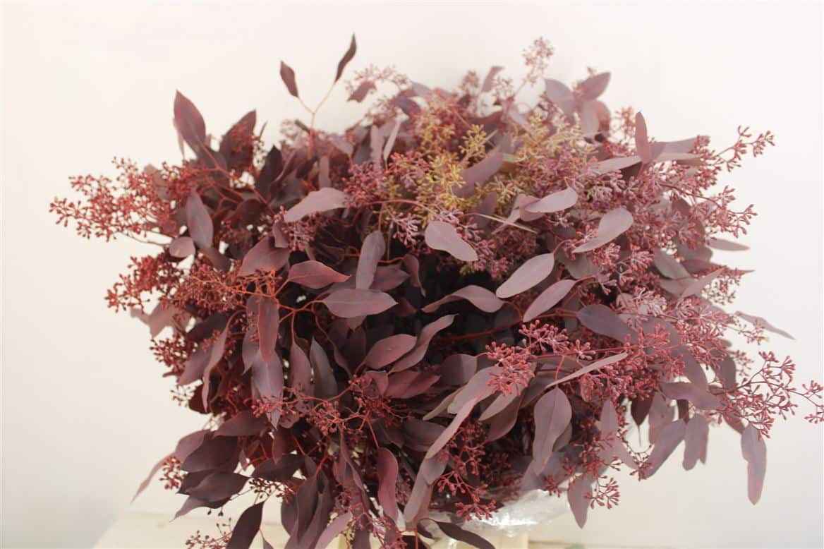 Euca-Populus-Berry-300gr-Red-Abs-P-Bunch