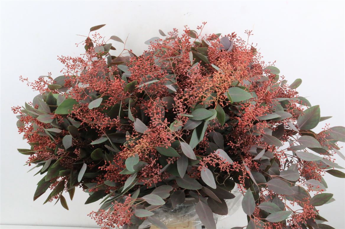 Euca-Populus-Berry-Red-300gr-P-Bunch