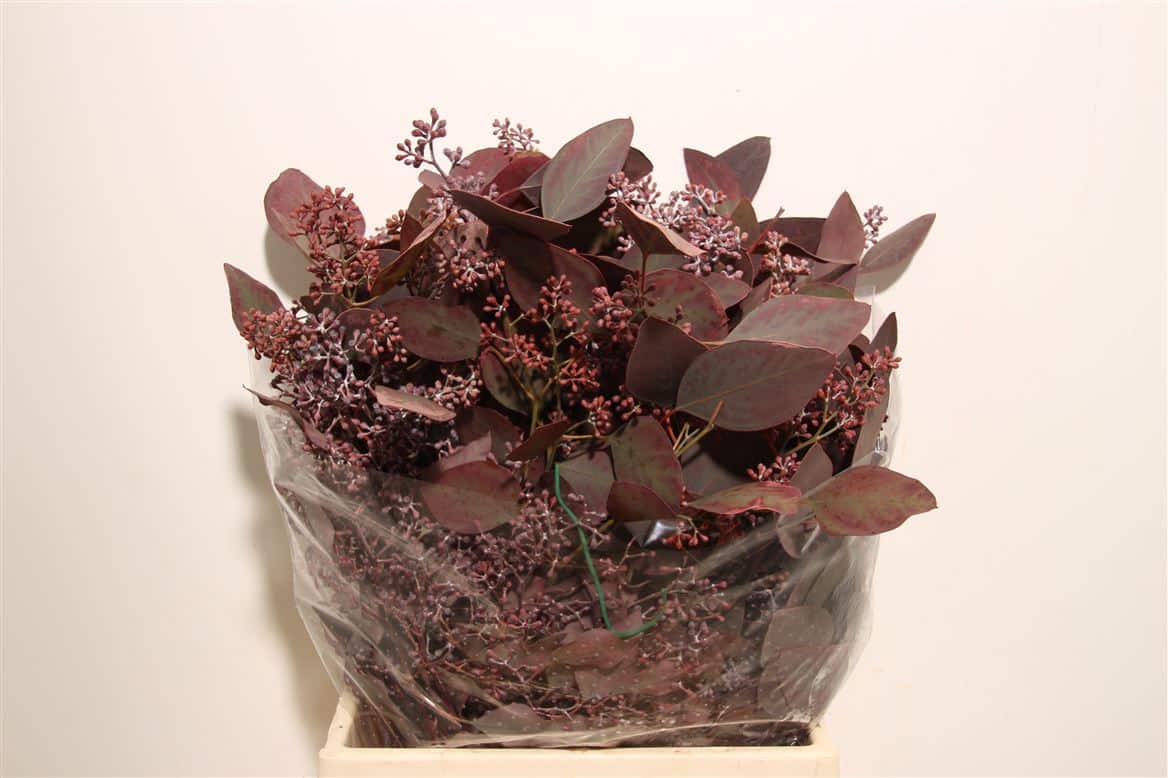 Euca-Populus-Berry-Red-Short-150gr-P-Bunch