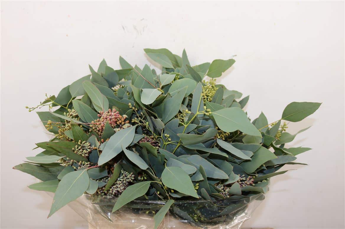 Euca-Populus-Berry-Short-400gr-P-Bunch