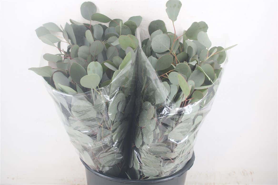 Euca-Populus-Short-150gr-P-Bunch