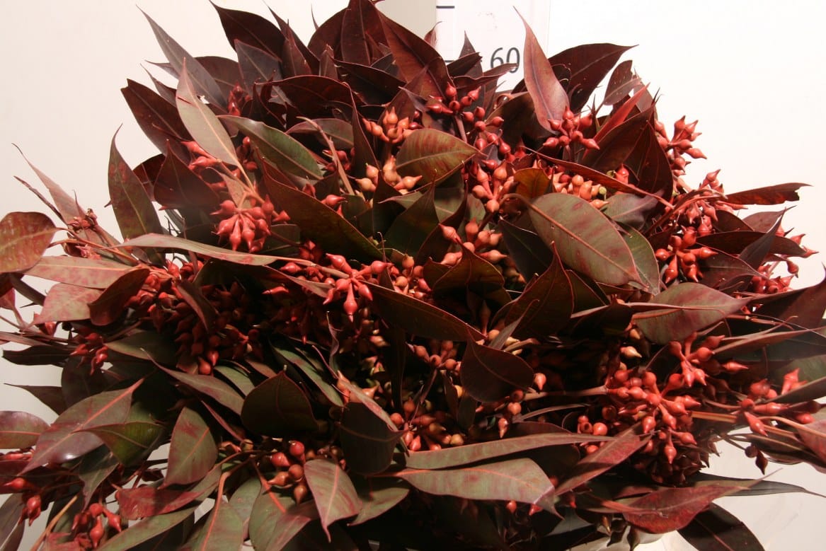 Euca-Robusta-Berry-Red-P-Bunch