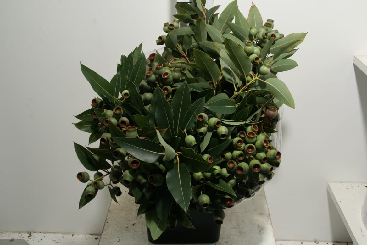 Euca-Robusta-Geant-With-Leaves-P-Bunch