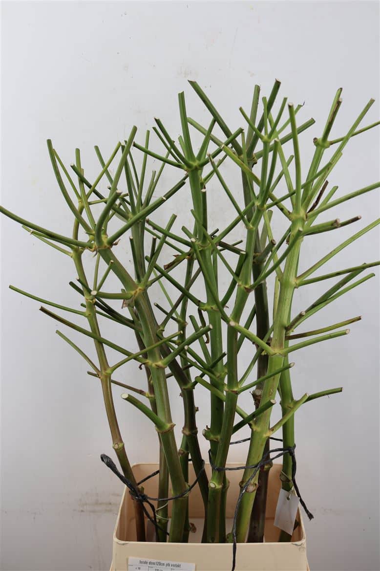 Ferule-Stem-120cm-Ptk-Vertakt