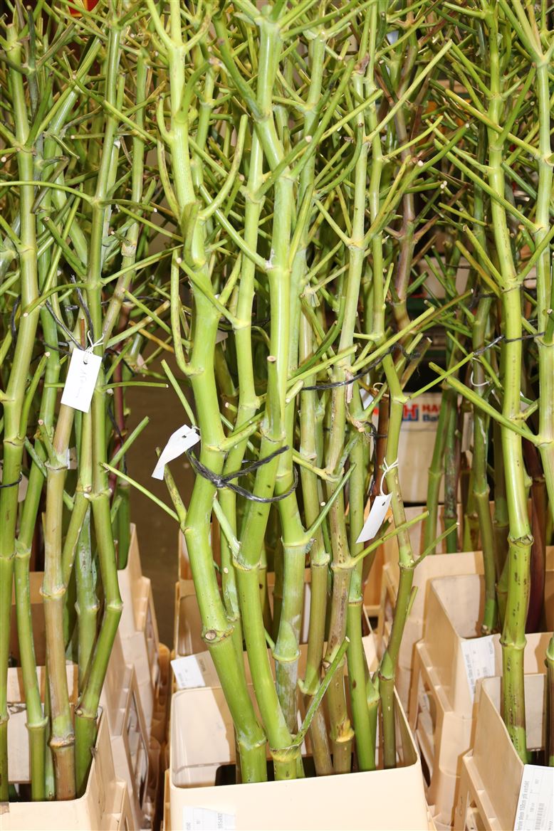 Ferule-Stem-150cm-Ptk-Vertakt