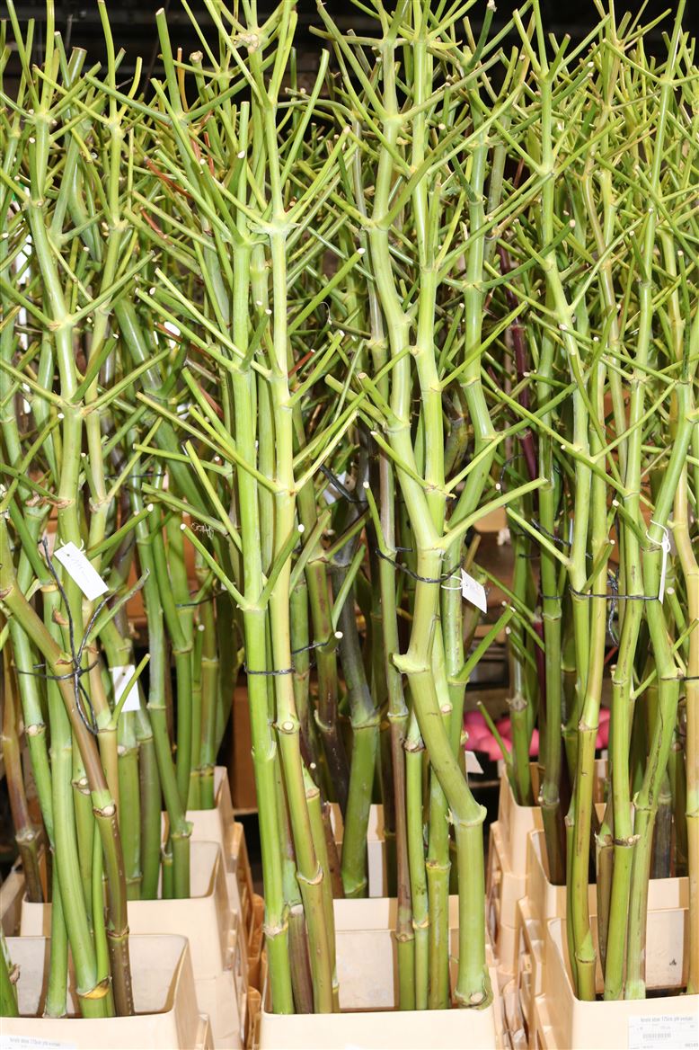 Ferule-Stem-175cm-Ptk-Vertakt