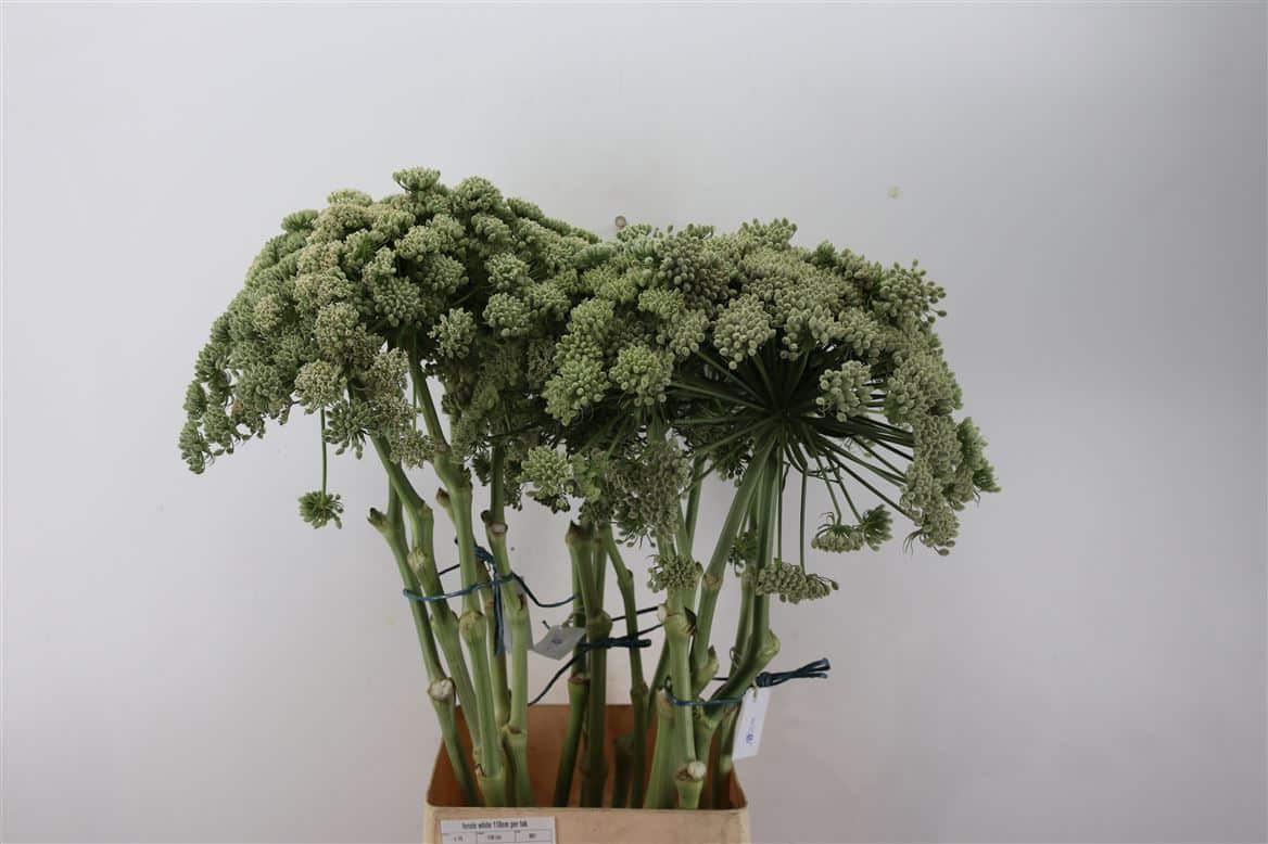 Ferule-White-110cm-Per-Tak