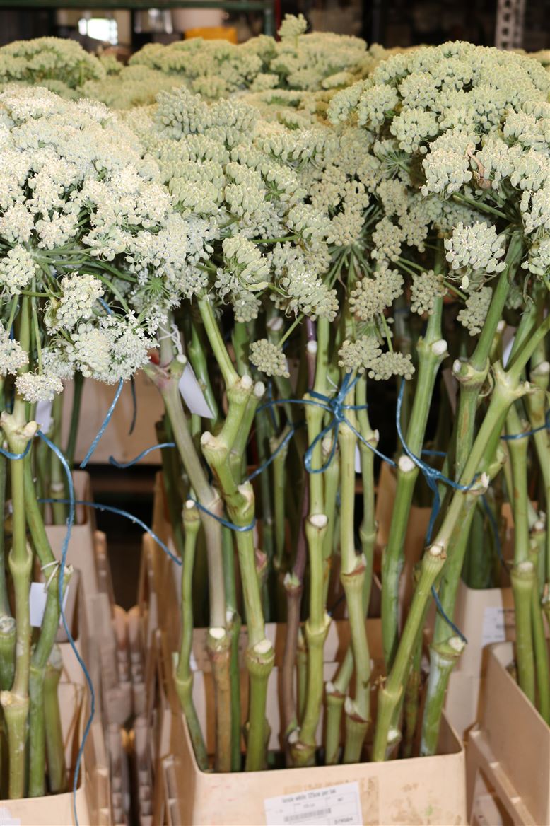Ferule-White-125cm-Per-Tak