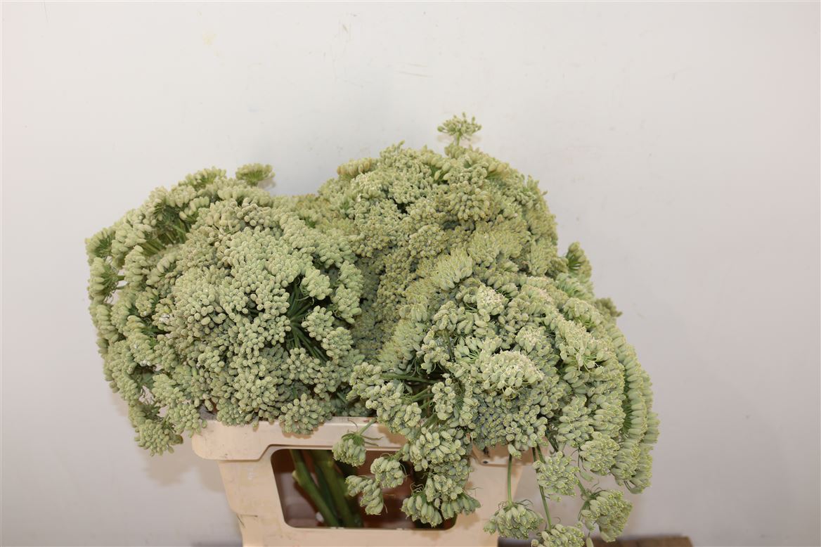 Ferule-White-60cm-Per-Tak