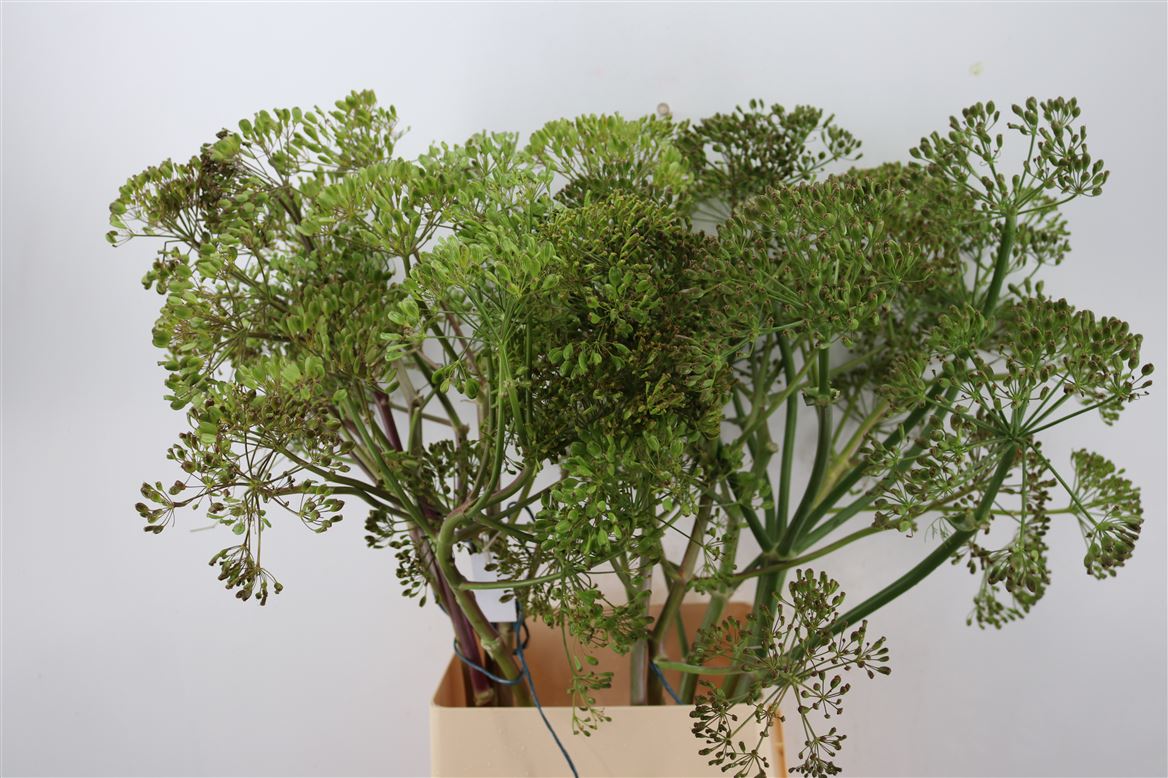 Ferule-Zaad-110cm-P-t