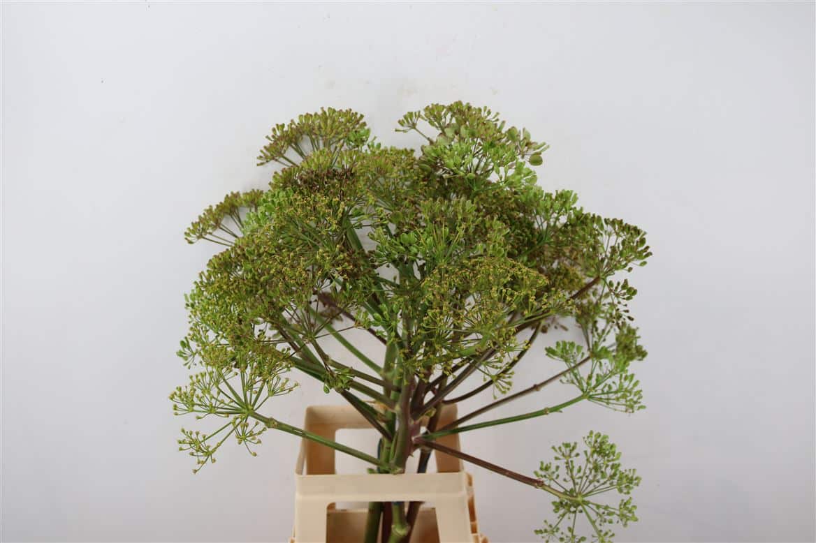 Ferule-Zaad-60cm-Per-Tak